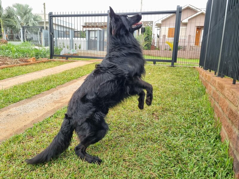 Instalações do Canil Caninos do Vale